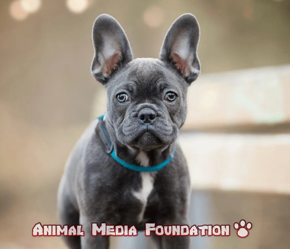 What is the price of a Blue French Bulldog?