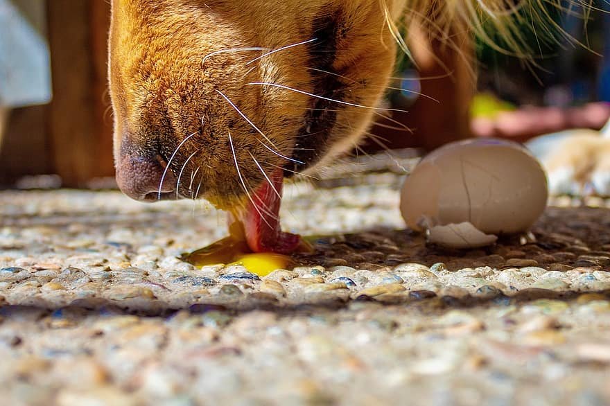 can dogs eat <a href=