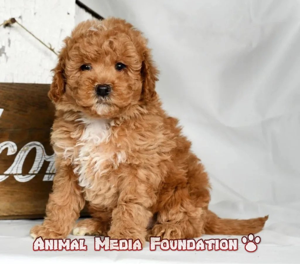 Mini Goldendoodle