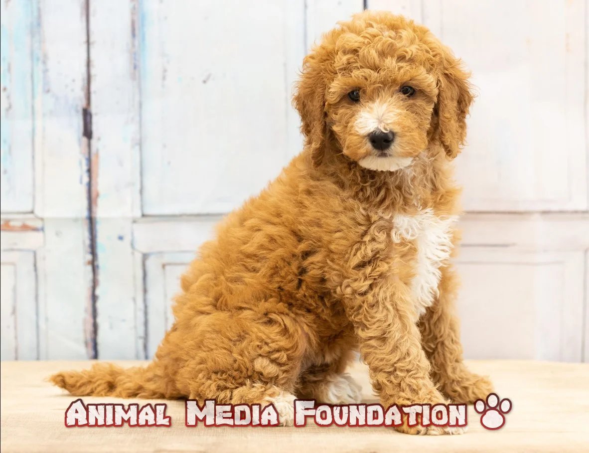 How big will a Mini Goldendoodle get?