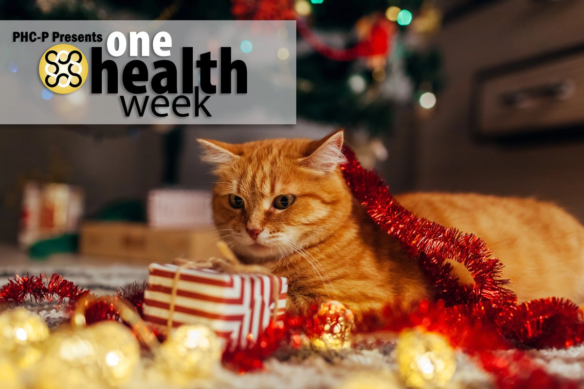 can cats eat chocolate