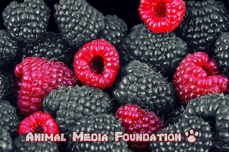 Can dogs eat blackberries?