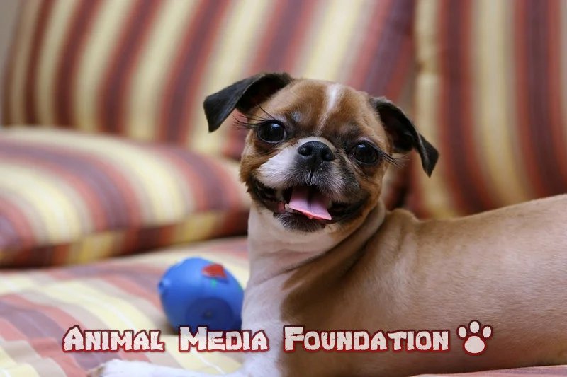 Can dogs eat apples?