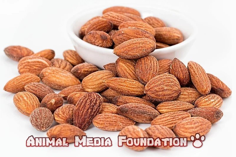 Can dogs eat almonds?
