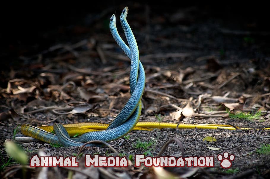 How does the blue racer snake reproduce?