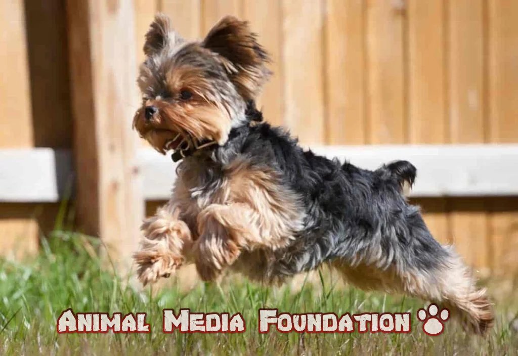 Is a Yorkshire Terrier a good family dog