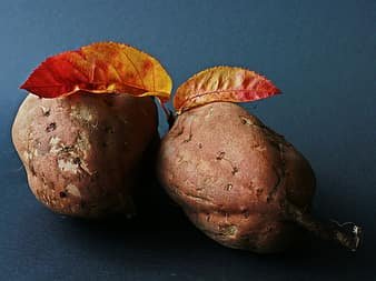 can dogs eat sweet potato