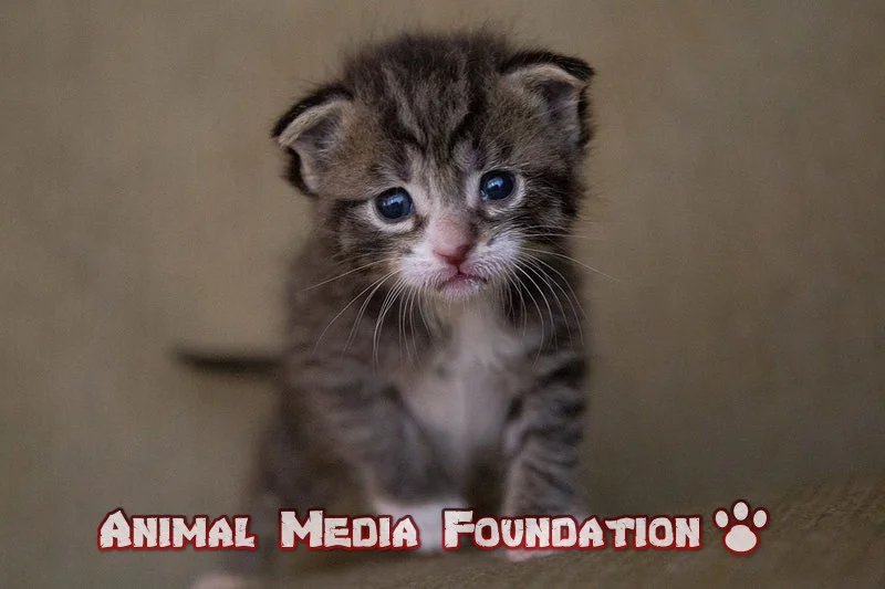 What is the best way to comfort a crying kitten?