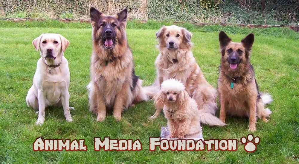 What is the American village dog breed?