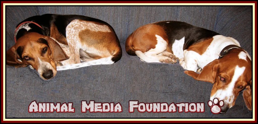 basset hound howling