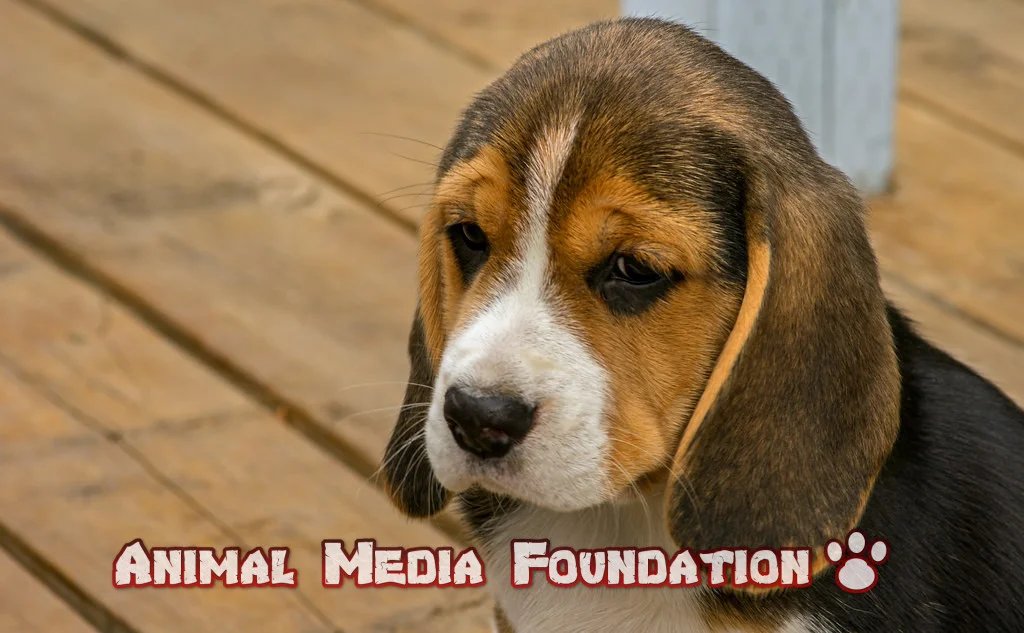 a picture of a Beagle