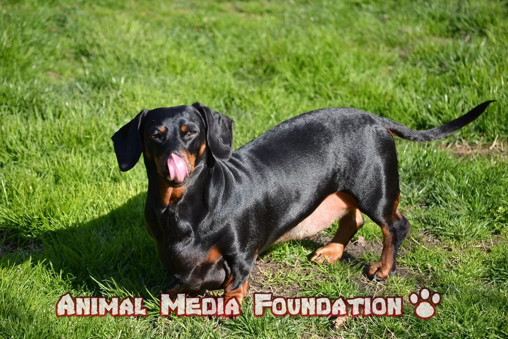 black and tan coonhound puppies