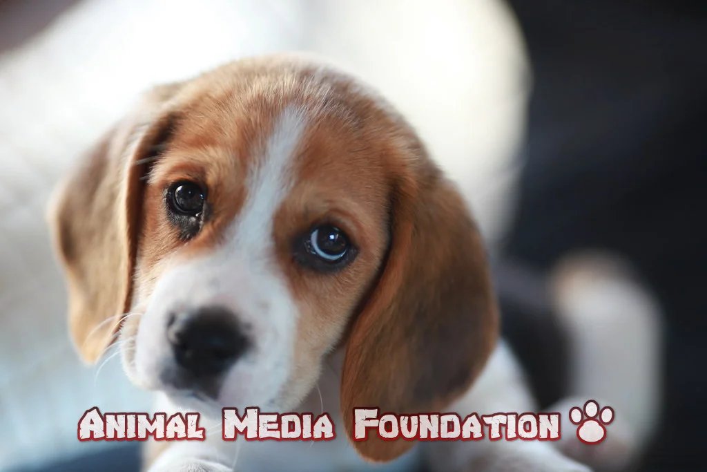 a picture of a Beagle