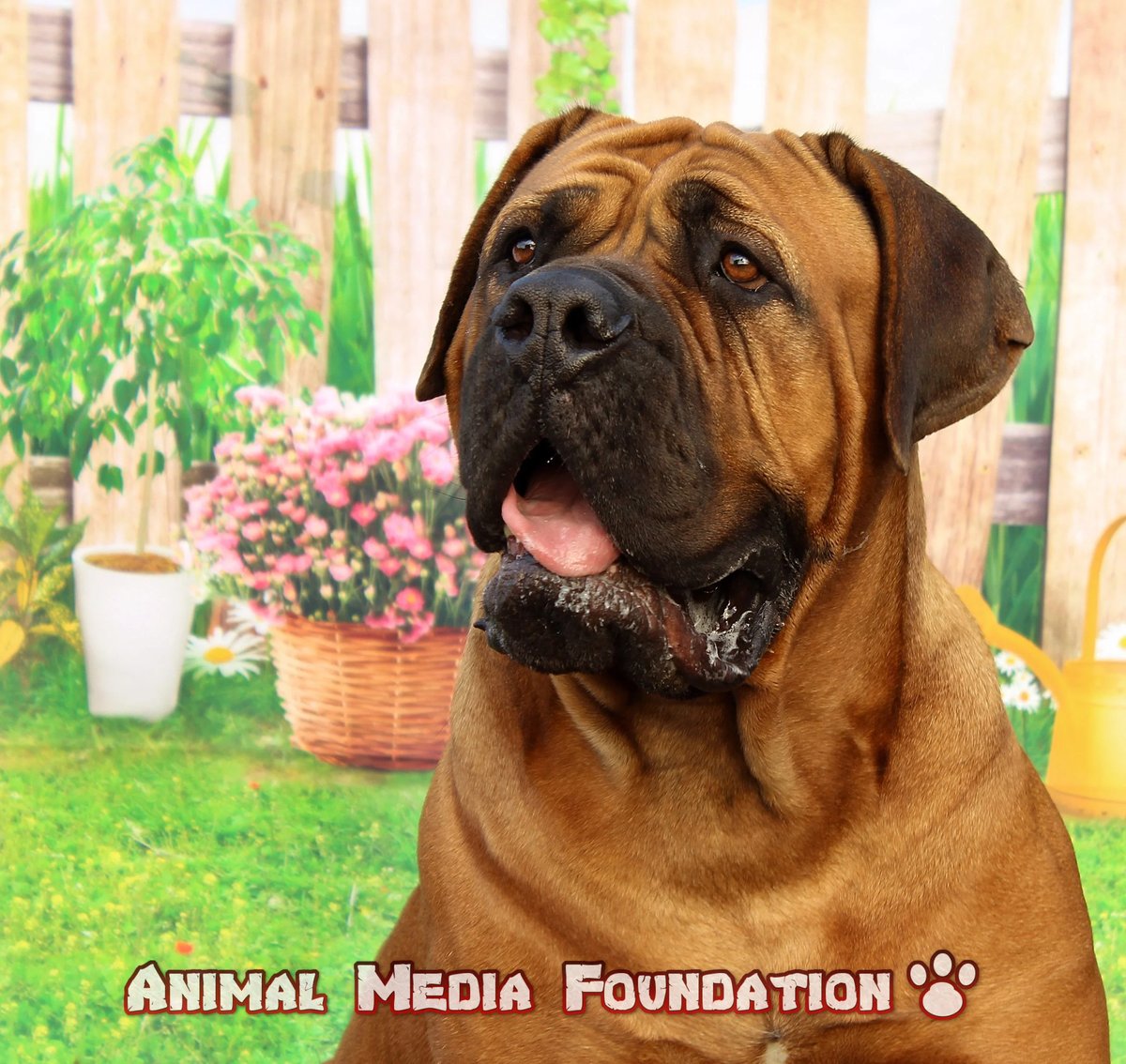 What is black mask Dogue de Bordeaux?