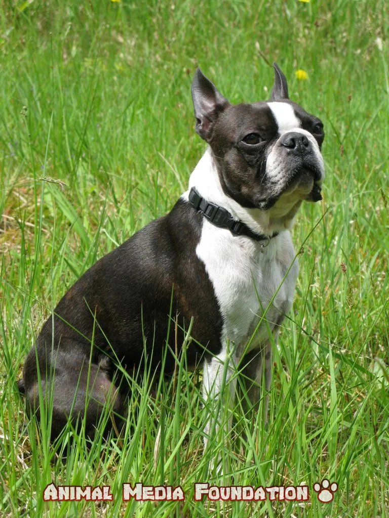 Boston Terrier pictures