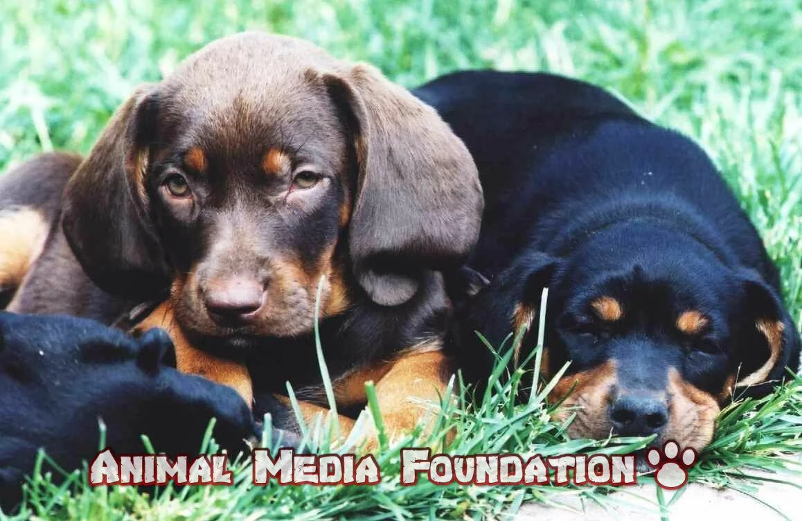 What are black and tan coonhound puppies?