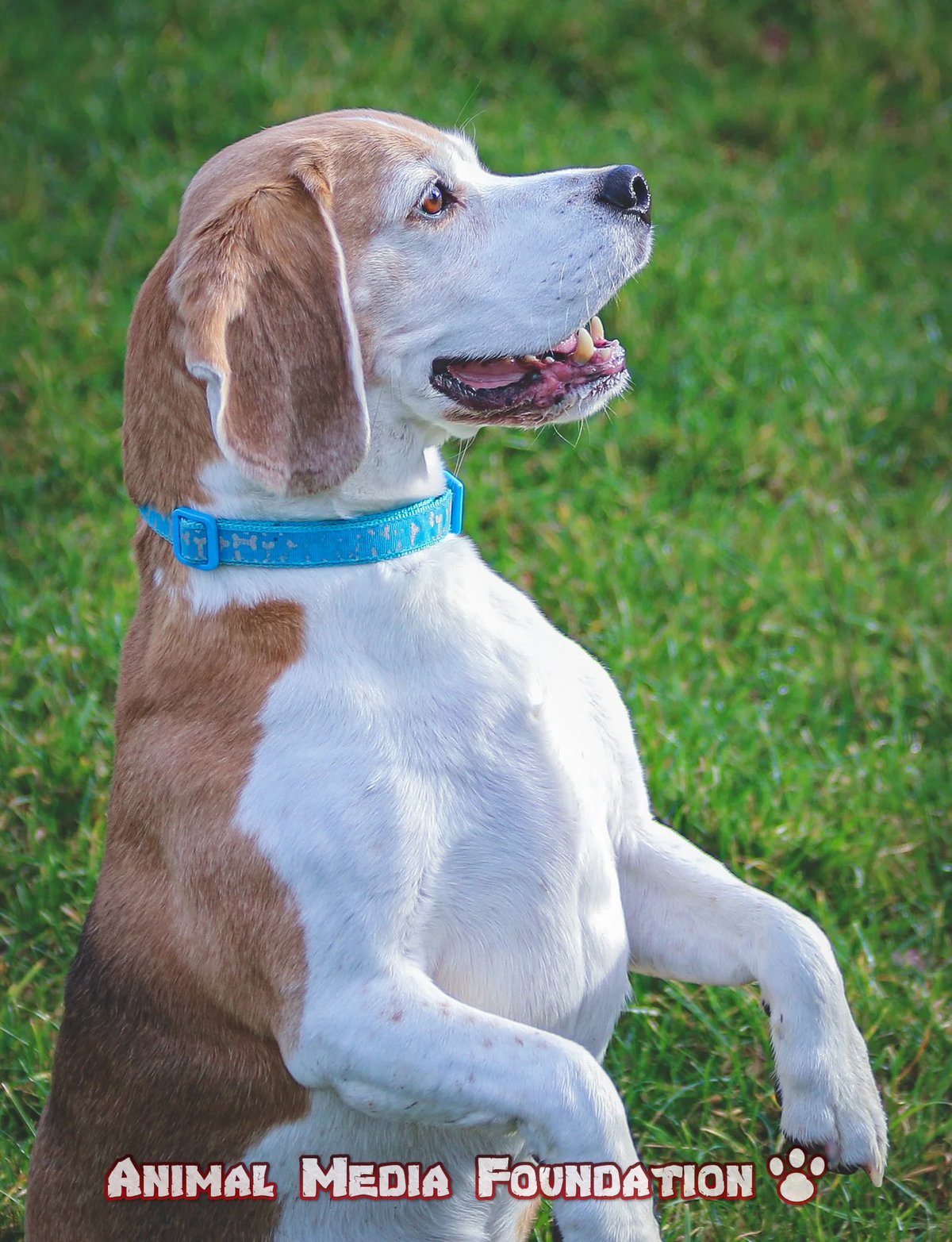 What are some consequences of a dog begging?