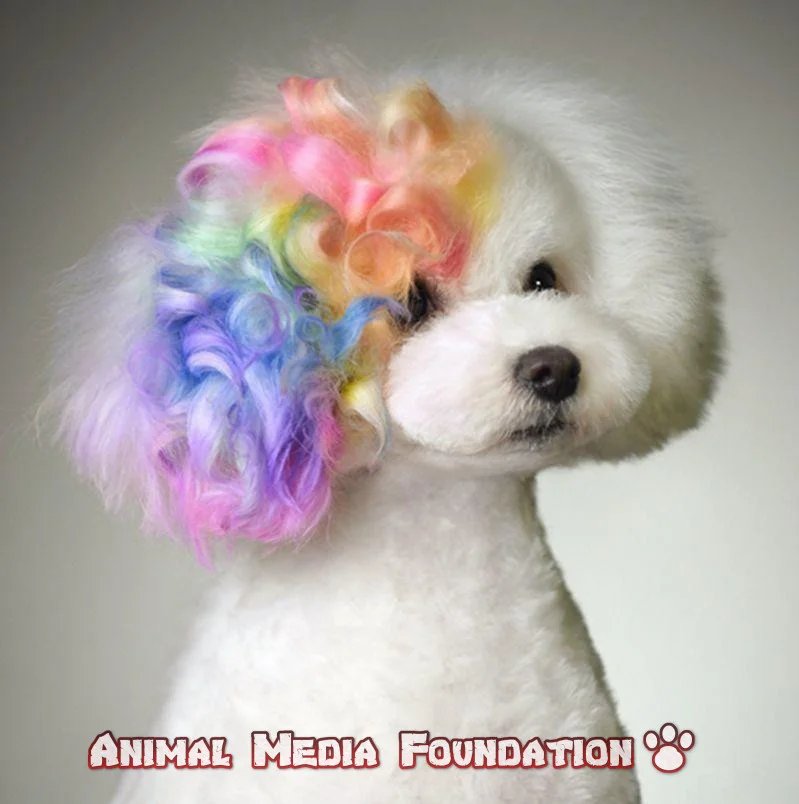 Creative grooming for pets!