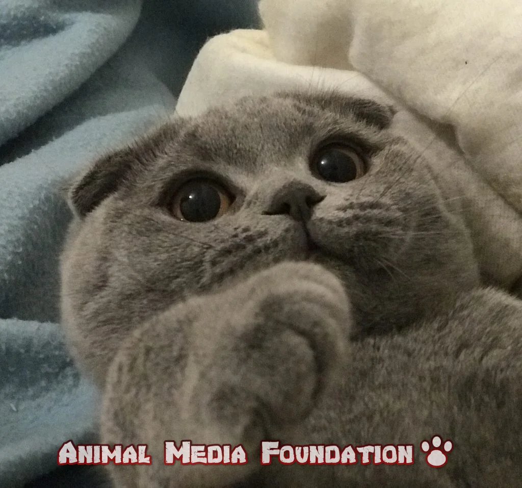 Scottish Fold