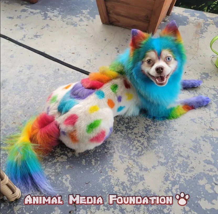 Creative grooming for pets