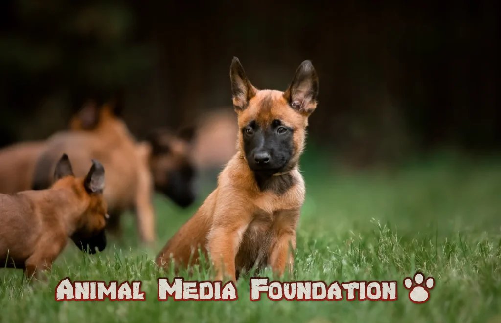 Malinois cable