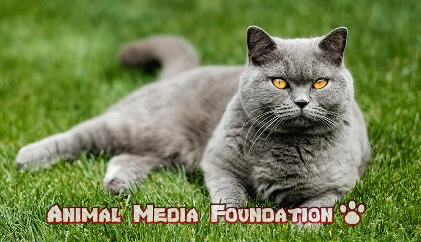 What is the Complete Guide to British Shorthairs and their Nutritional Diet?