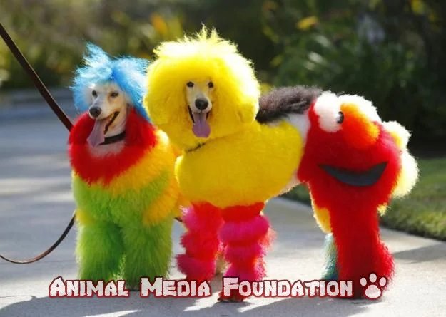 Creative grooming for pets