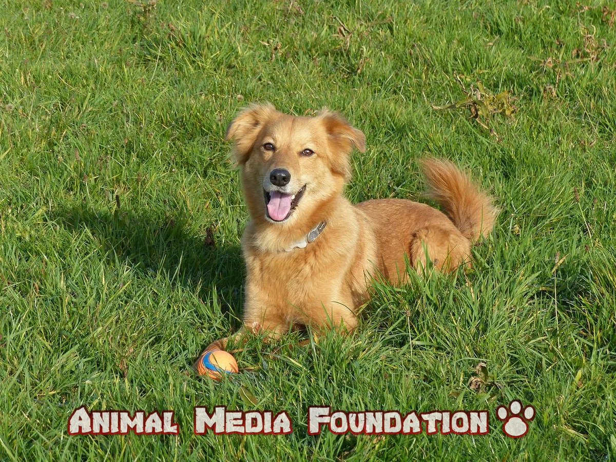 What do you know about the basque shepherd dog?