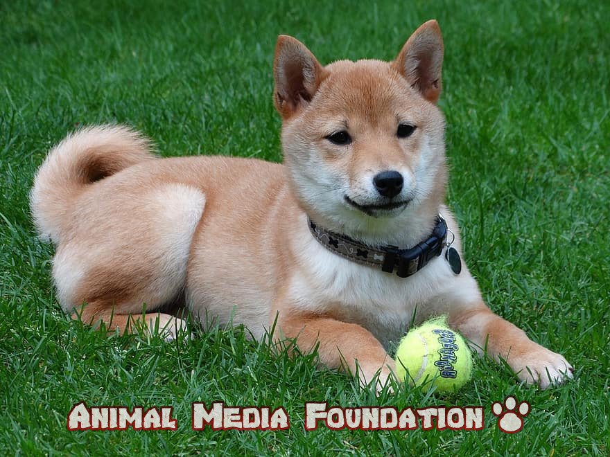 Is a Shiba a good family dog?