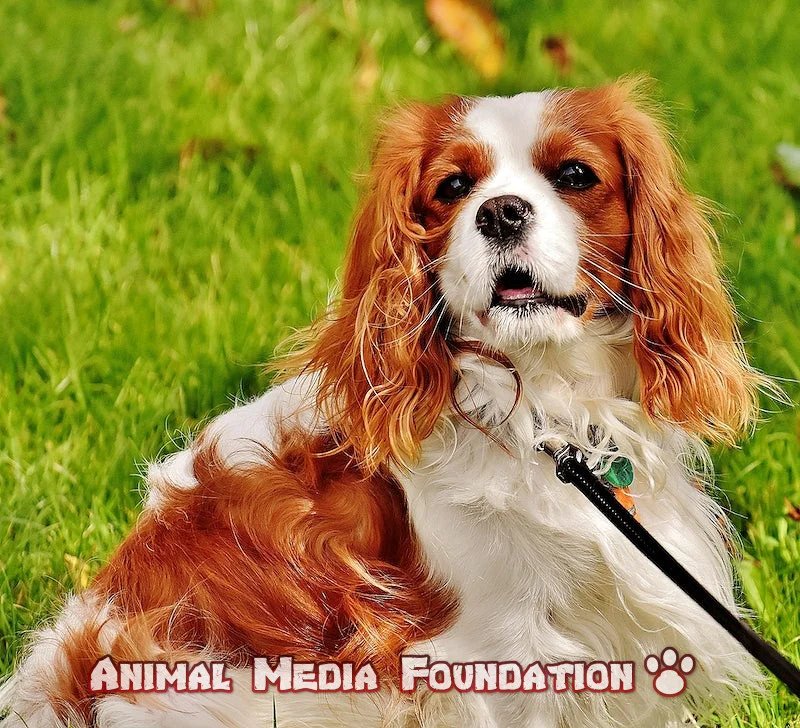 How to do a Cavalier King Charles Spaniel short haircut?