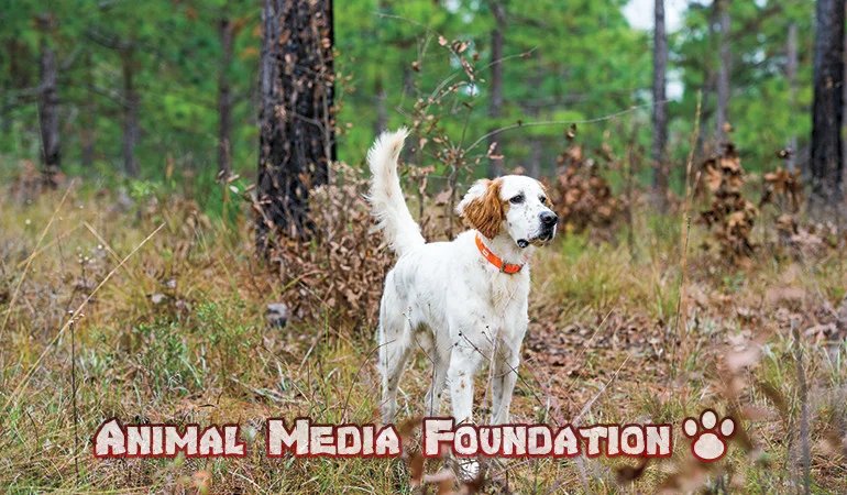 What is a bird dog ranch?