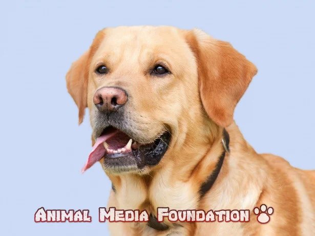 American village dog