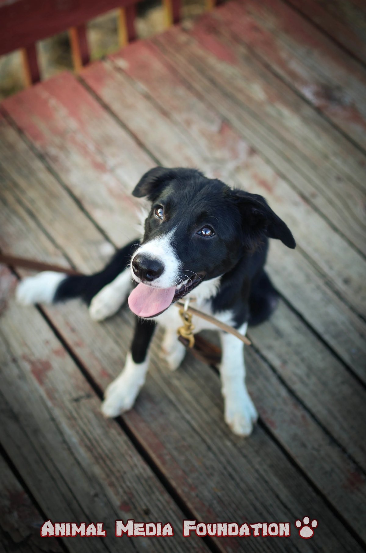 What are some popular types of dog earrings?