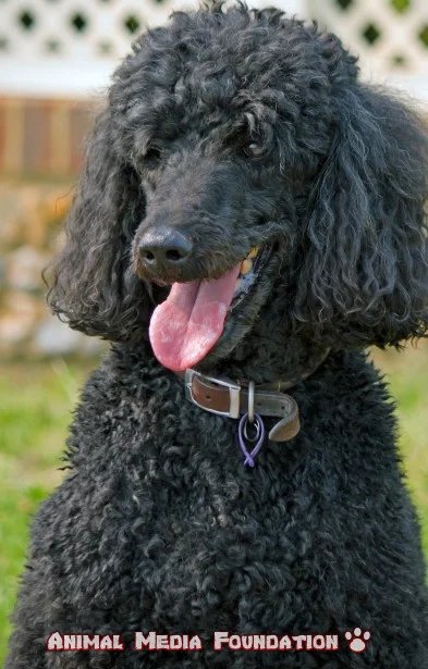 Did you know that poodles are smart?