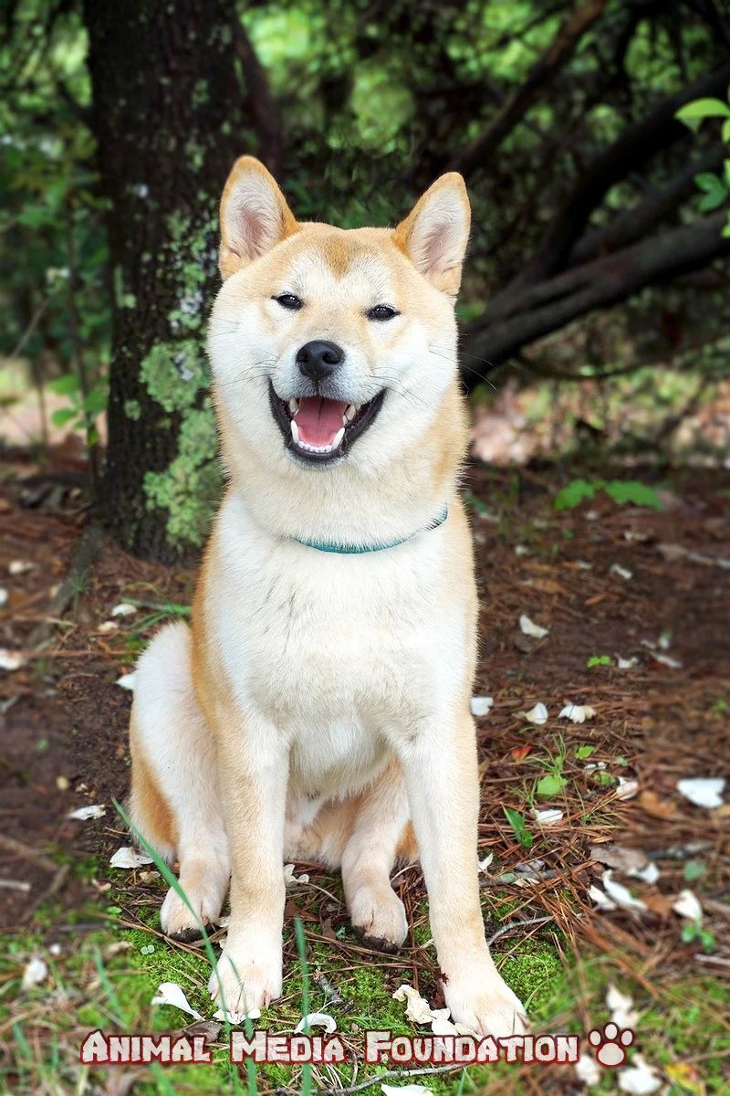 Is a Shiba Inu a good family dog?