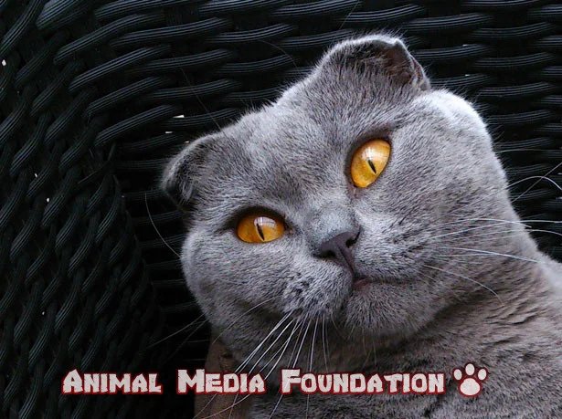 What Health Benefits Do Scottish Fold Cats Have?