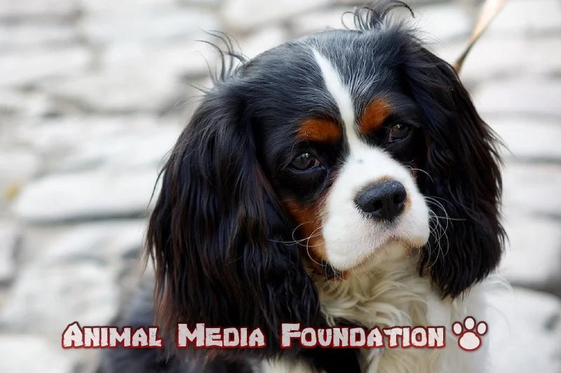 cavalier king Charles spaniel short haircut