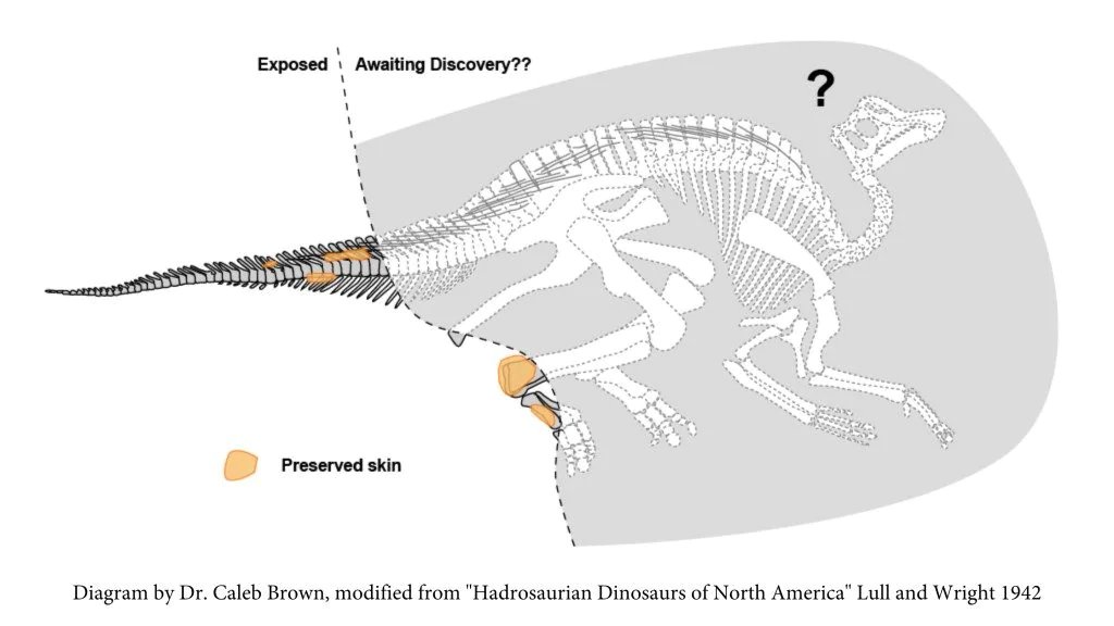 The possible position of the animal in the rock. Credit: Royal Tyrrell Museum of Paleontology