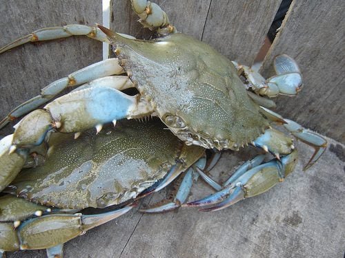 blue crab