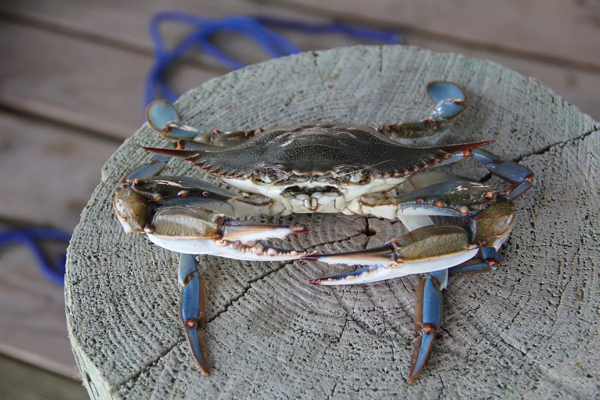 blue crab