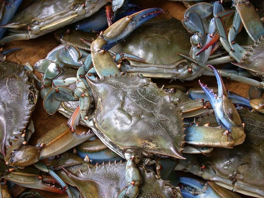 Blue invasive crab species with large claws on sandy Italian coastline, showcasing ecological threat