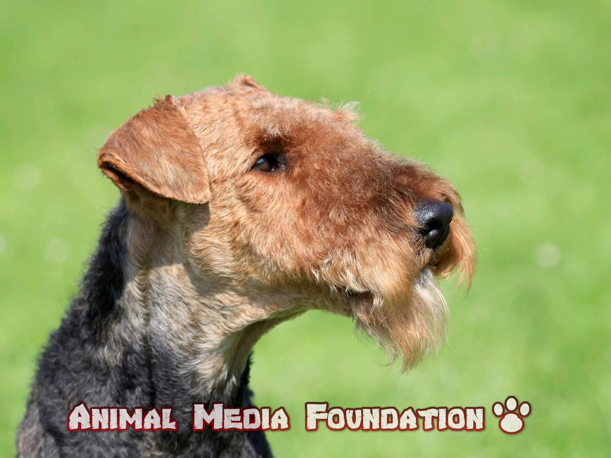 How did the dog get a mustache?