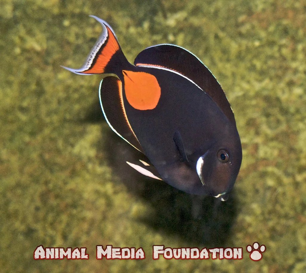 Achilles tang