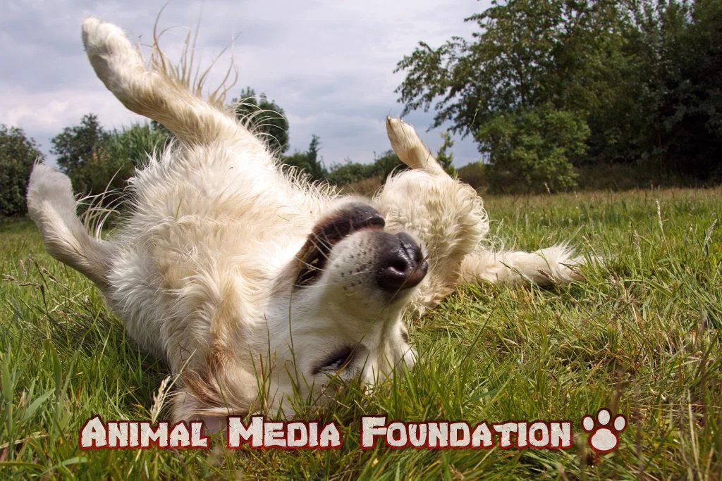 How to teach a dog to play dead