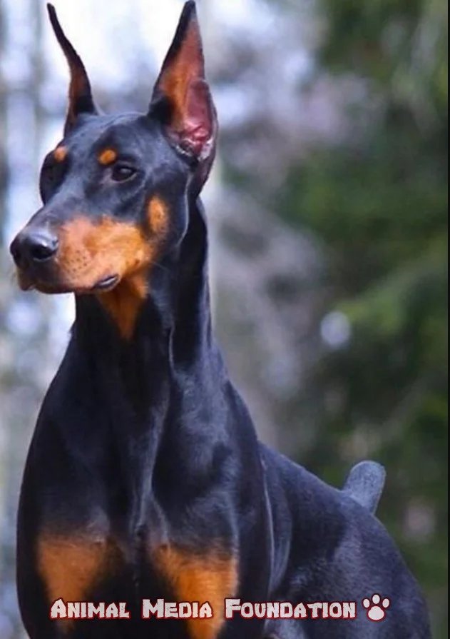 Duke the Doberman