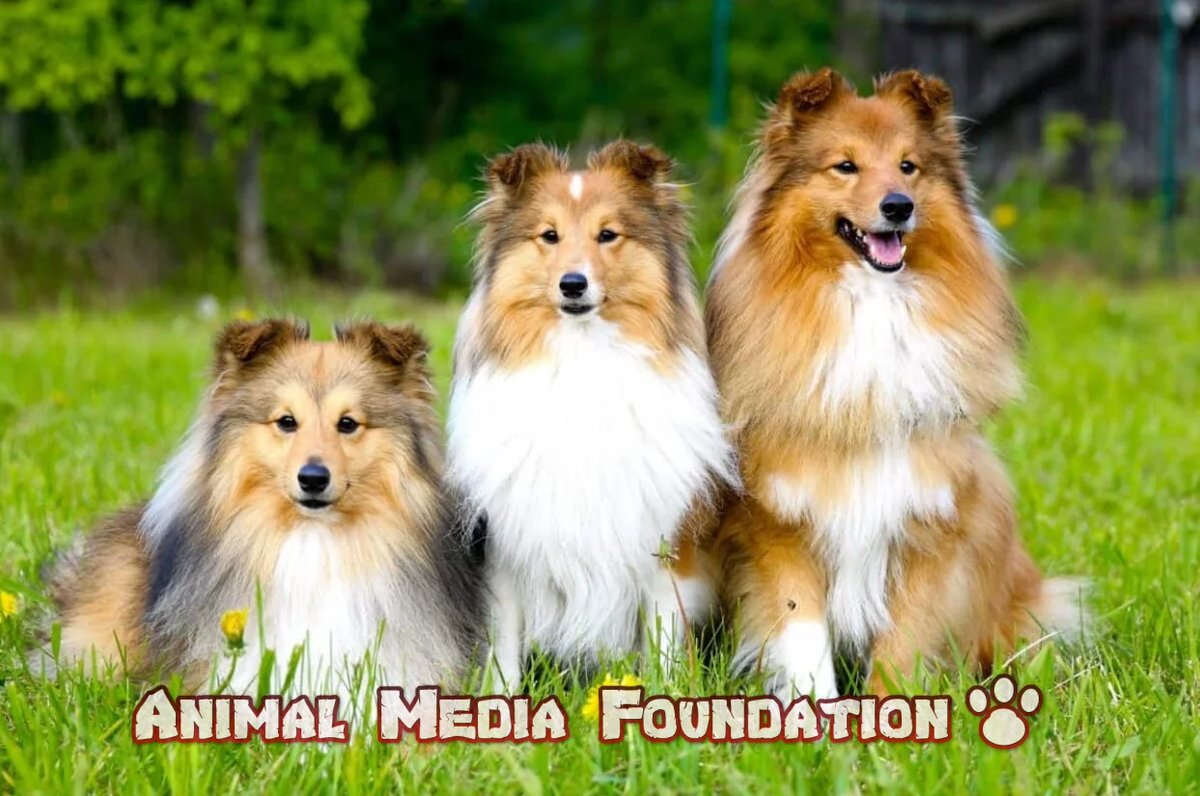 What is the difference between a sheltie and a collie?