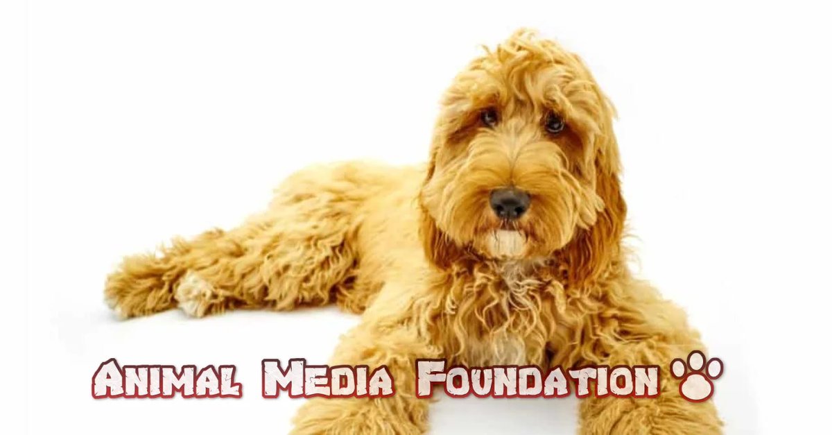 How do Springer Spaniels and Goldendoodles compare?