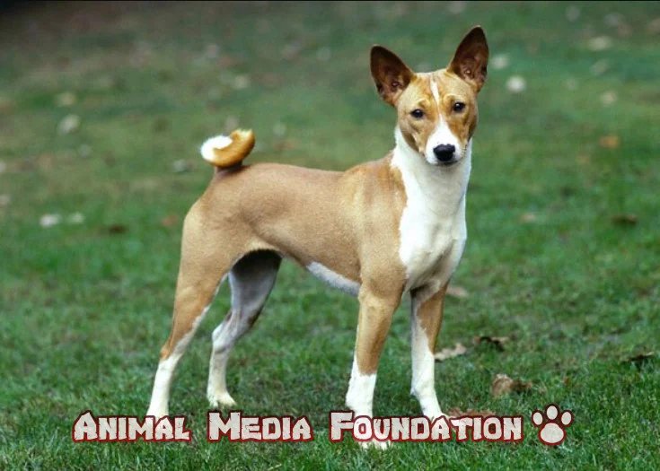 What are the different types of dog tails?