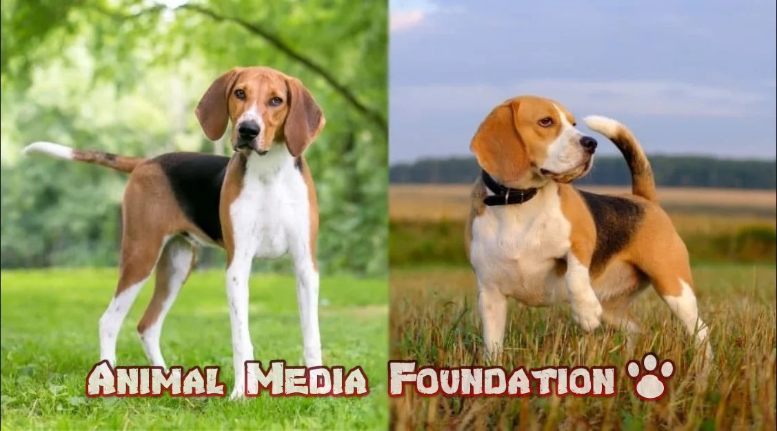 What are the characteristics of a foxhound beagle mix?