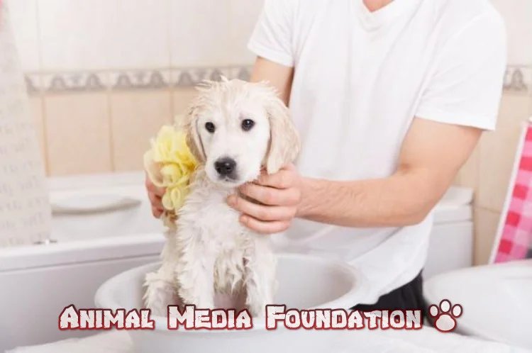 When can you give a puppy a bath?